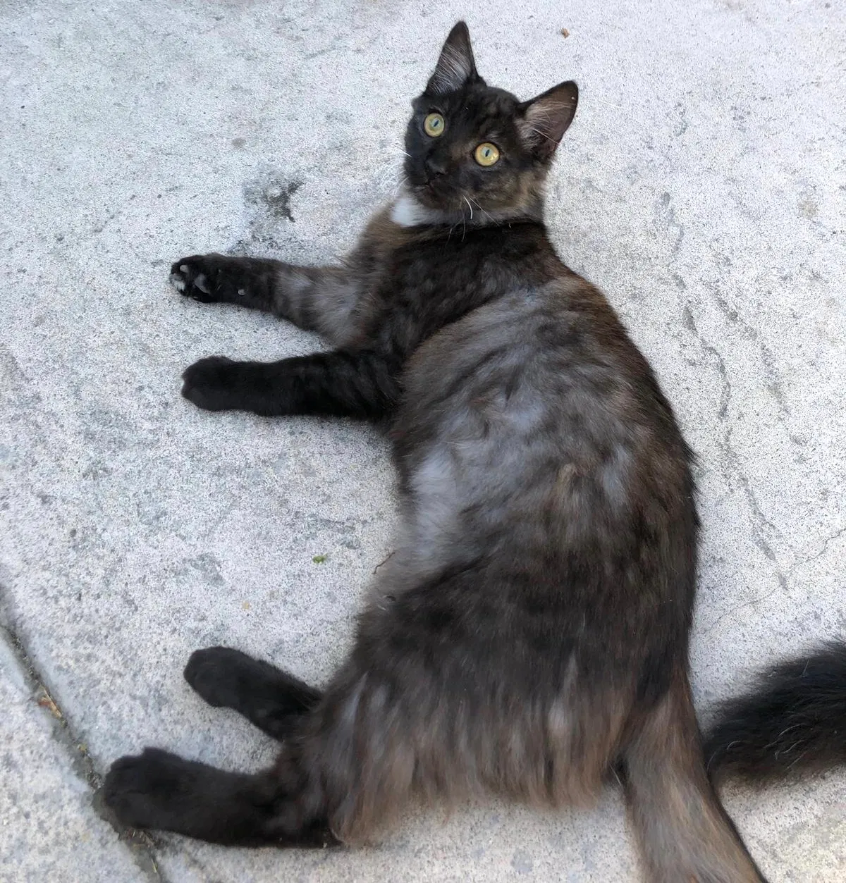 Lost cat in La Palma, CA, 90623