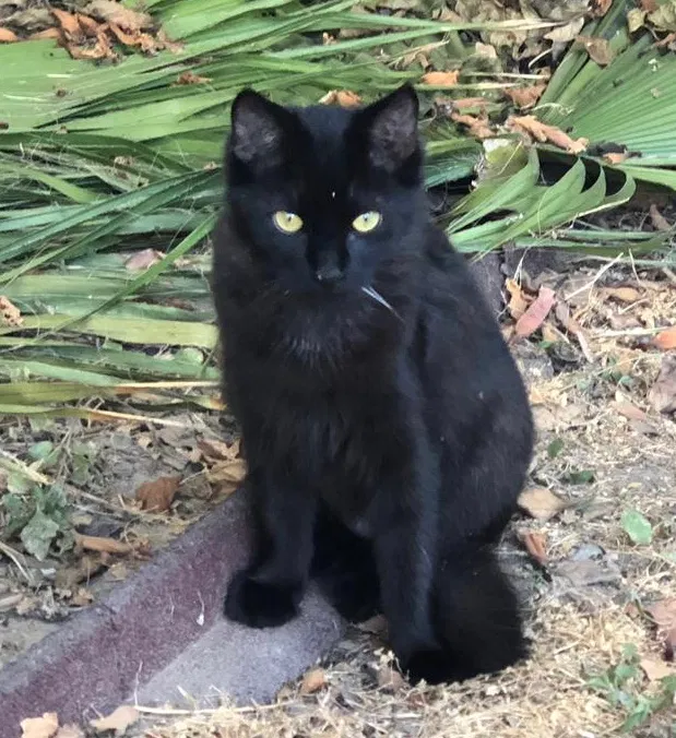 Lost cat in La Palma, CA, 90623