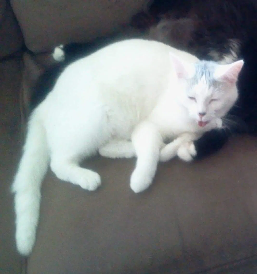 Lost cat in Dayton, OH, 45434
