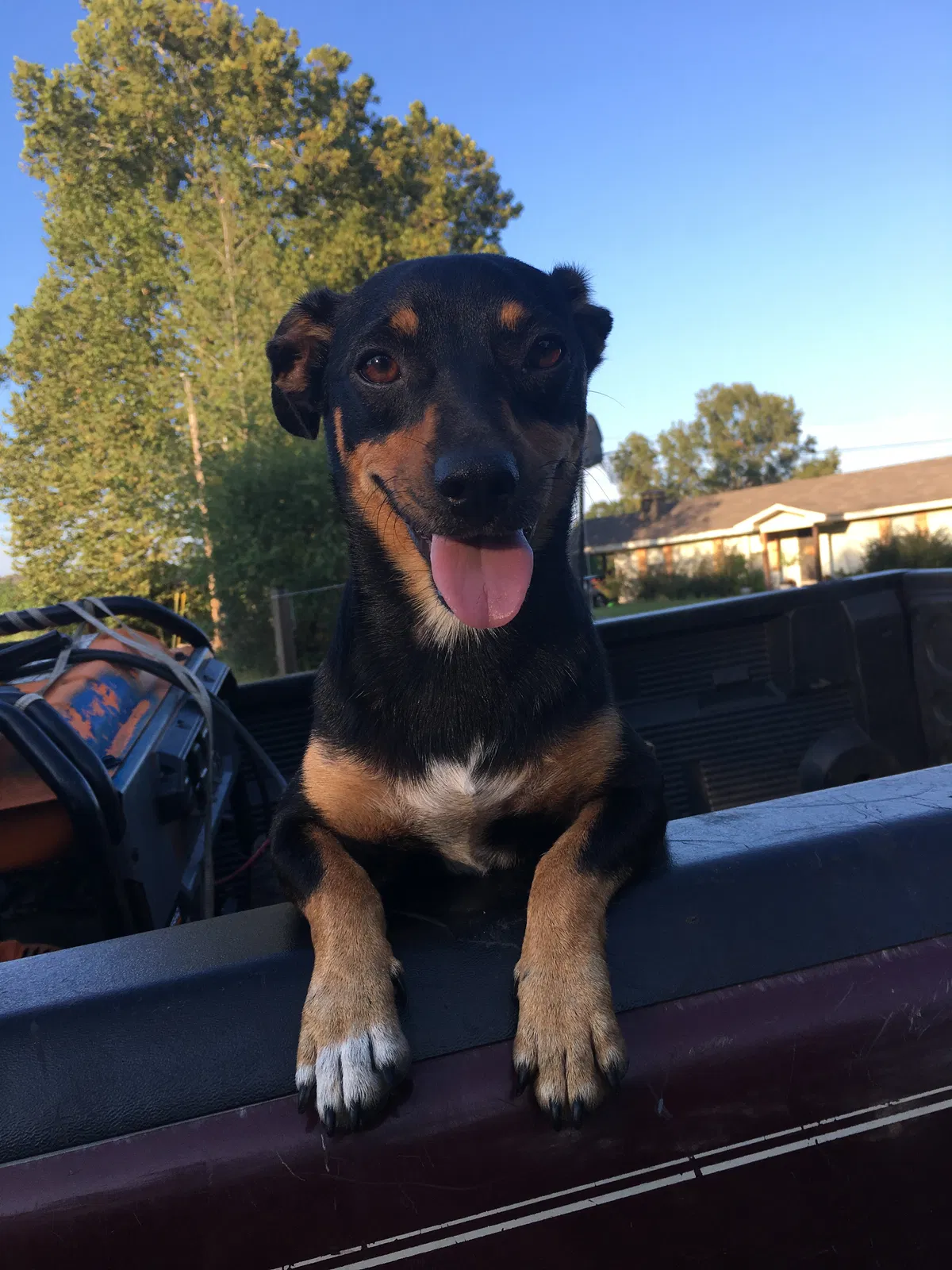 Lost dog in Greenbrier, AR, 72058