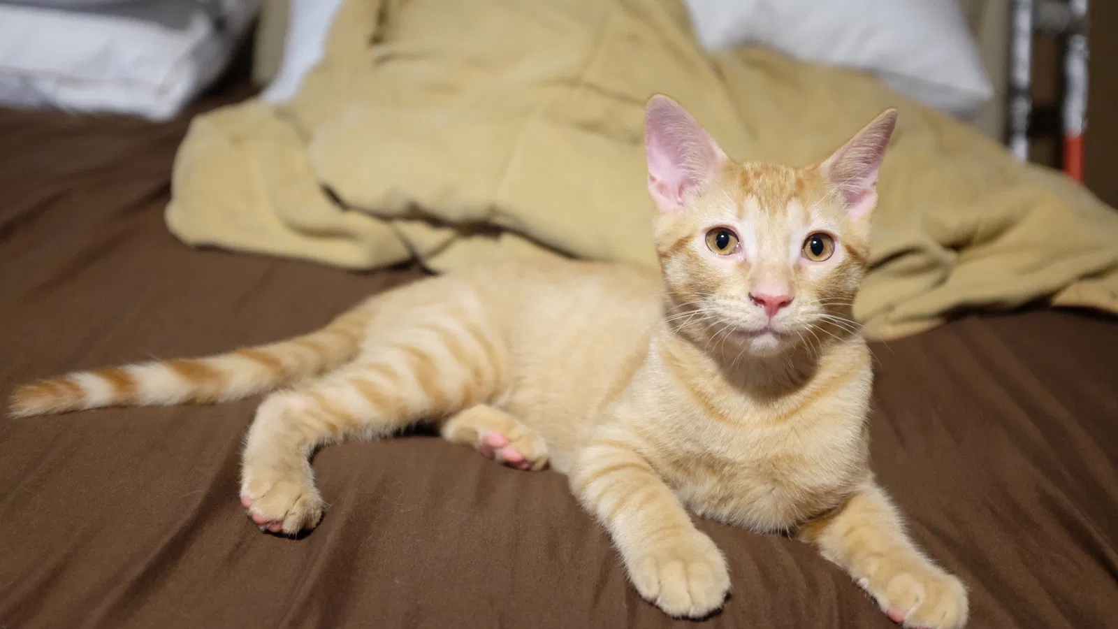 Lost cat in Columbia, MO, 65202
