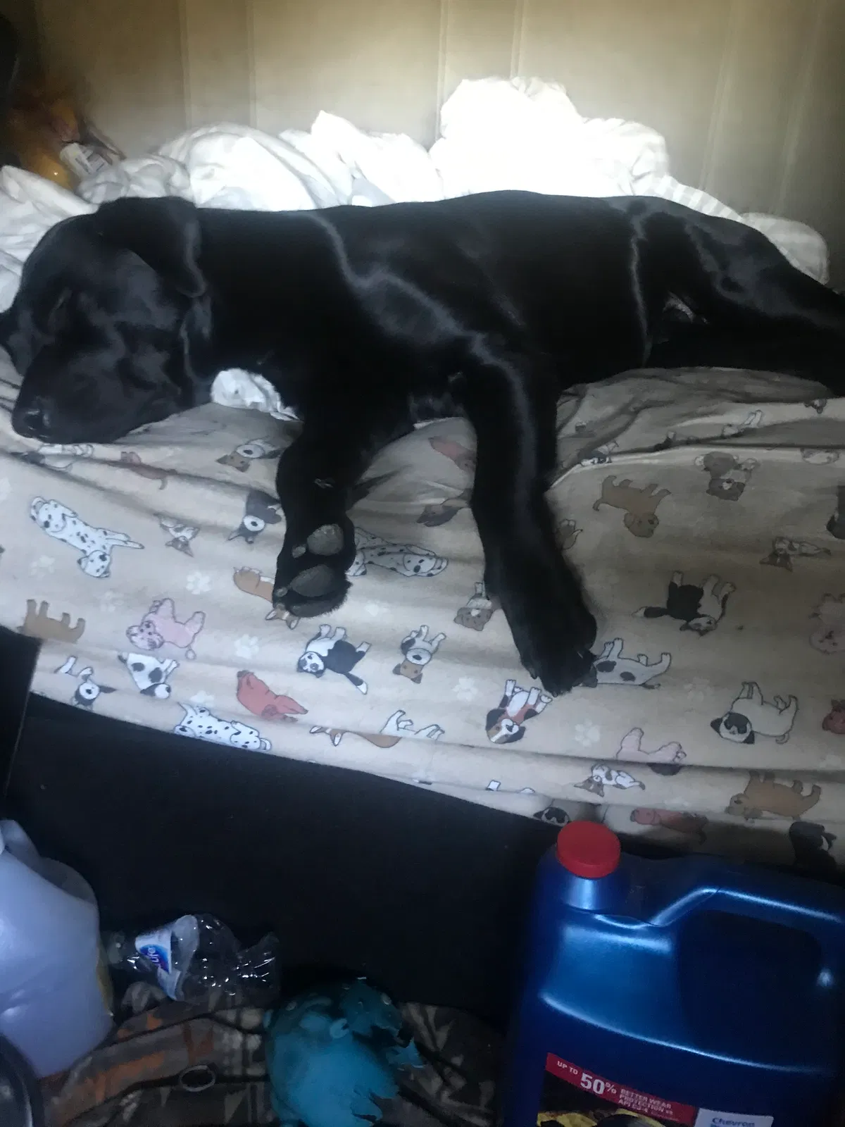 Lost dog in Decatur, GA, 30037