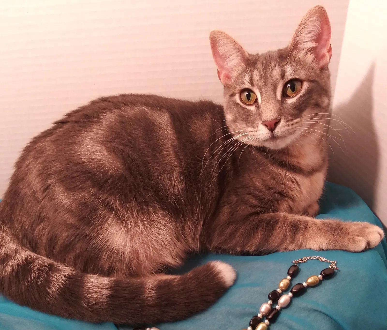 Lost cat in Avondale Estates, GA, 30002