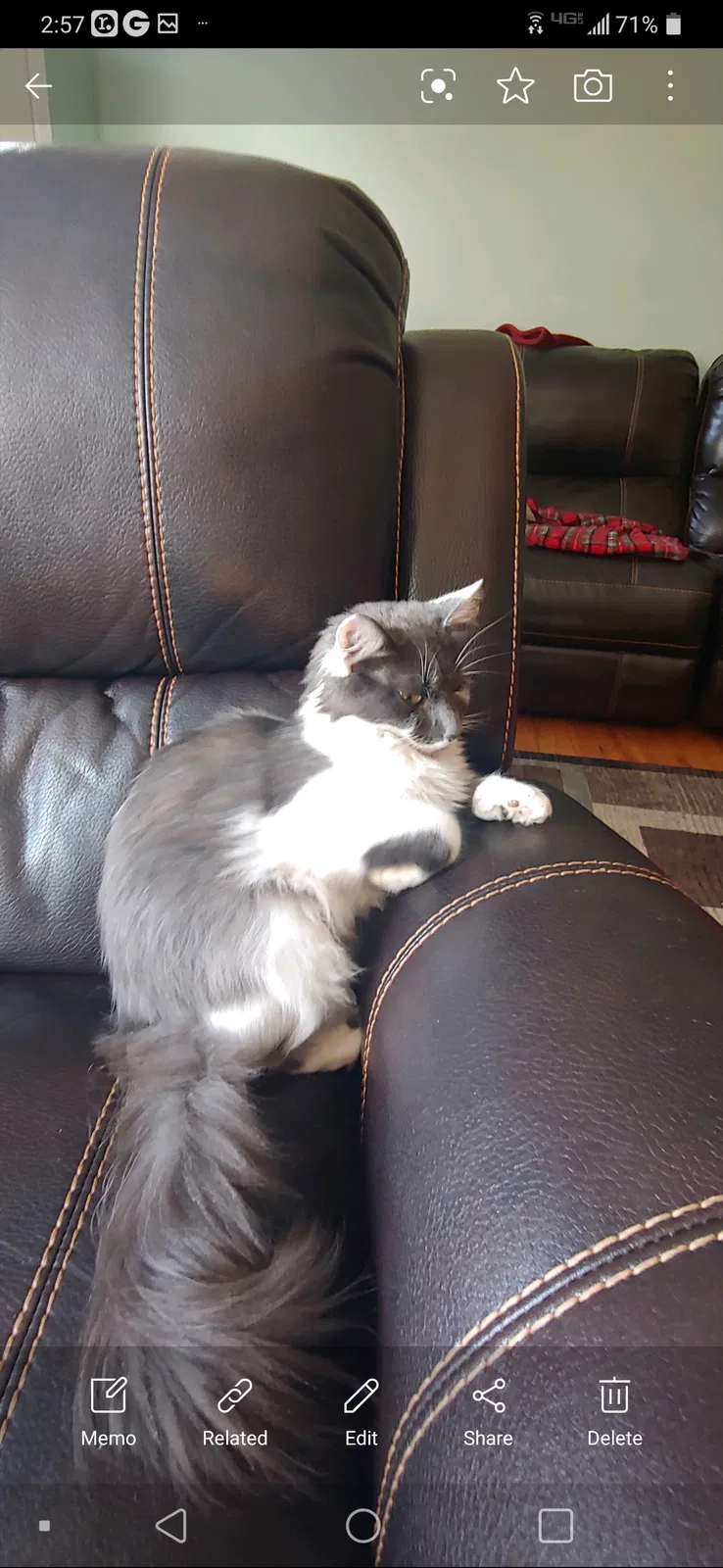 Lost cat in Loveland, OH, 45140