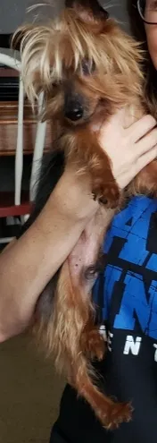 Lost dog in Fort Worth, TX, 76179