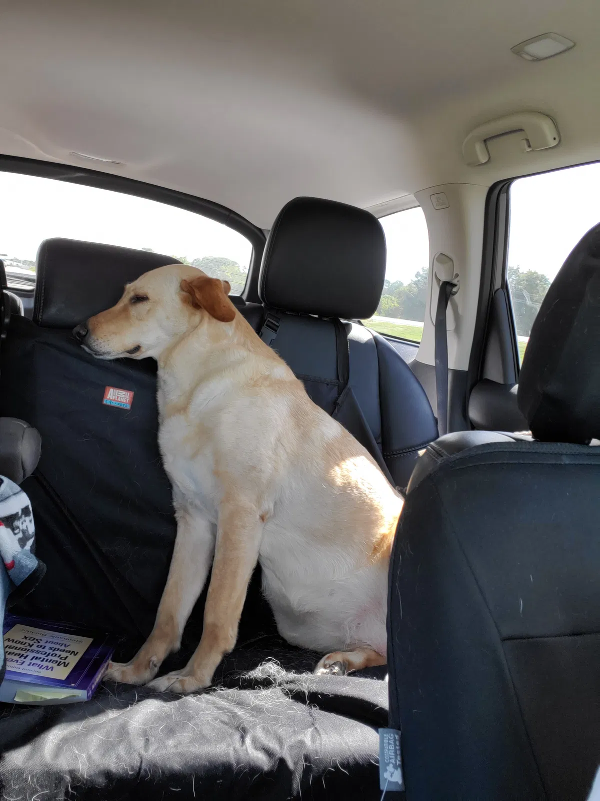 Lost dog in Wesley Chapel, FL, 33543