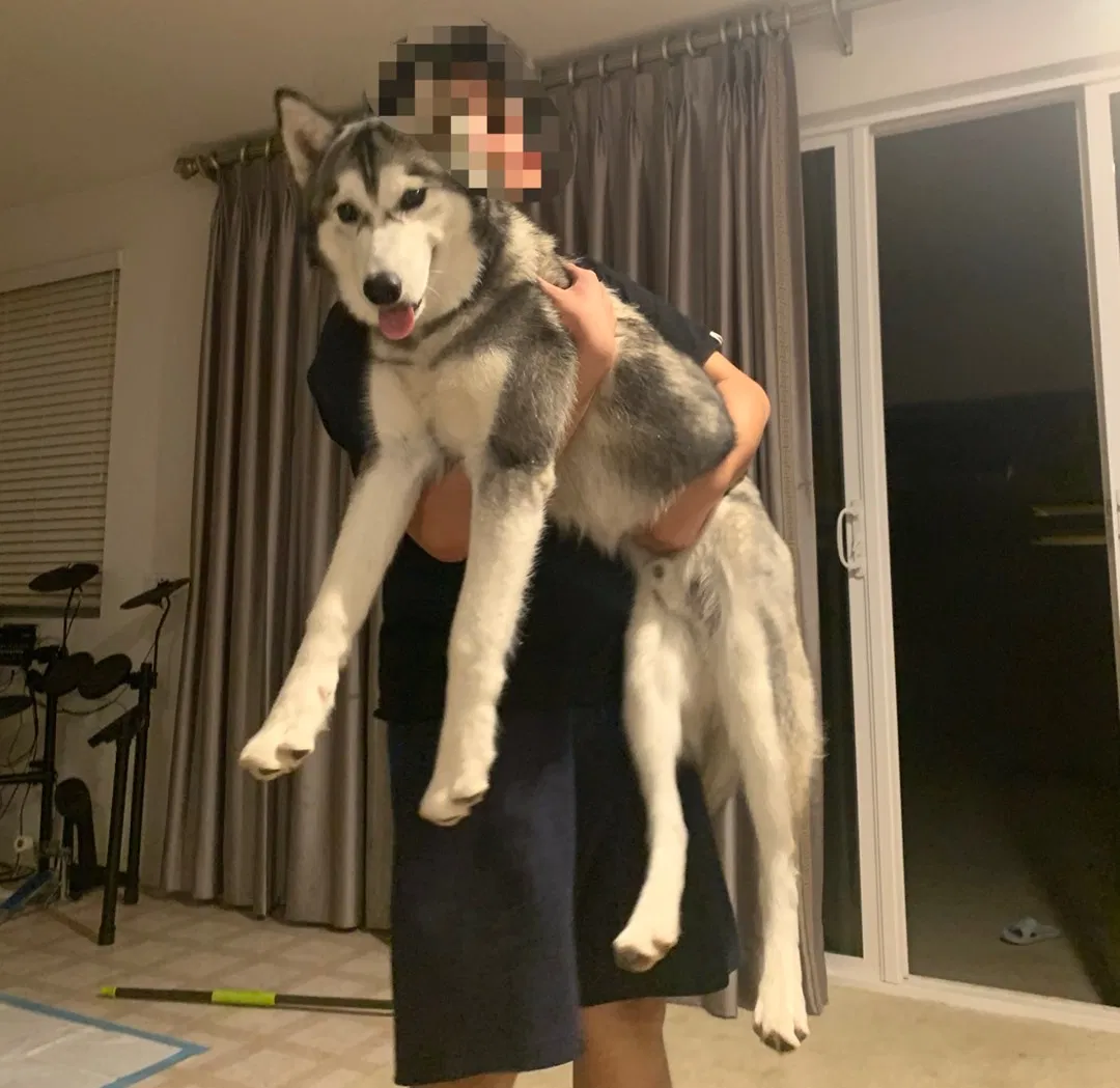 Lost dog in Ontario, CA, 91761