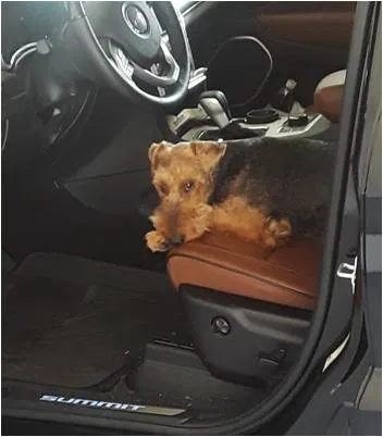 Lost dog in Harrison Township, MI, 48045