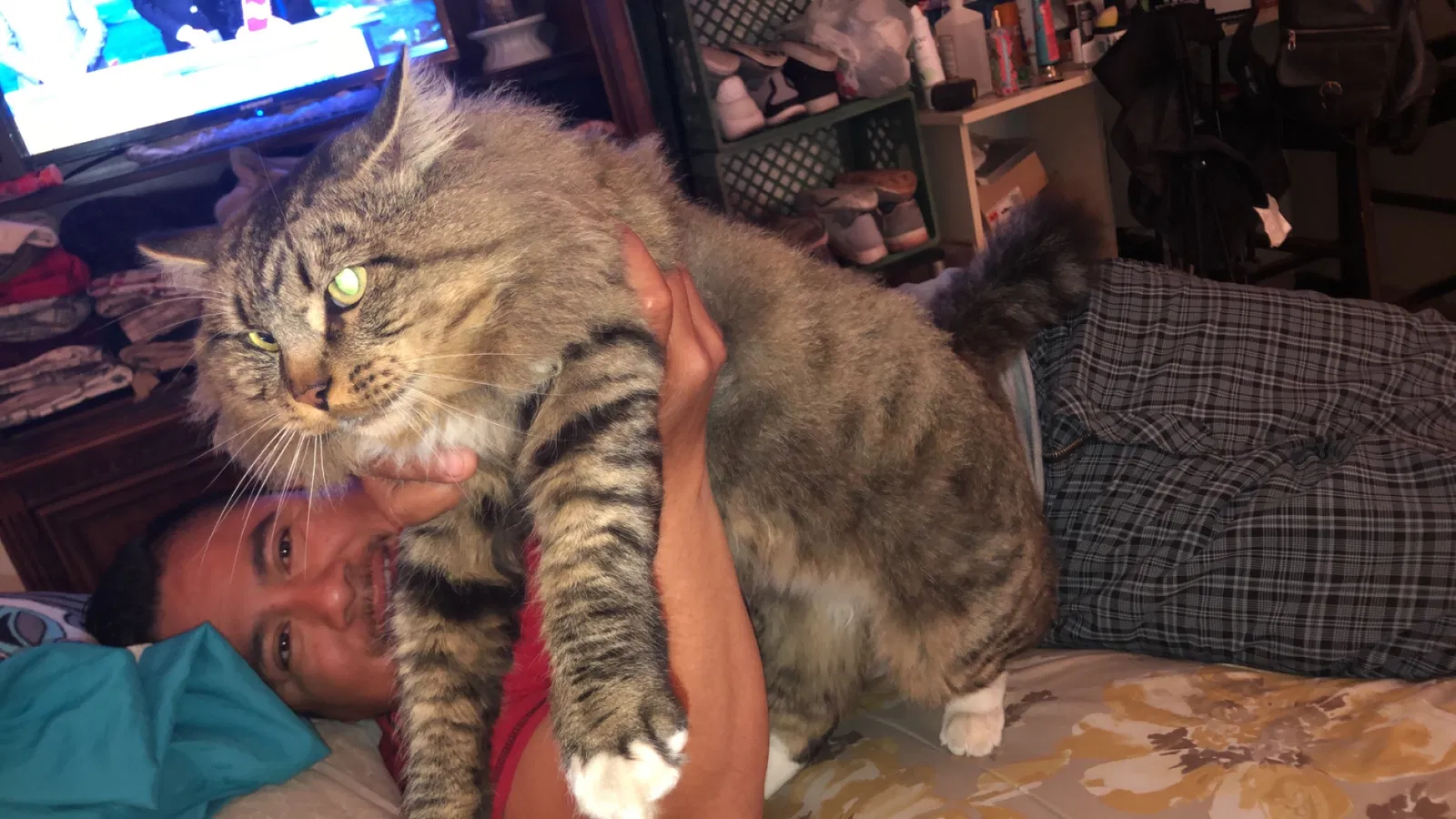 Lost cat in Phoenix, AZ, 85033