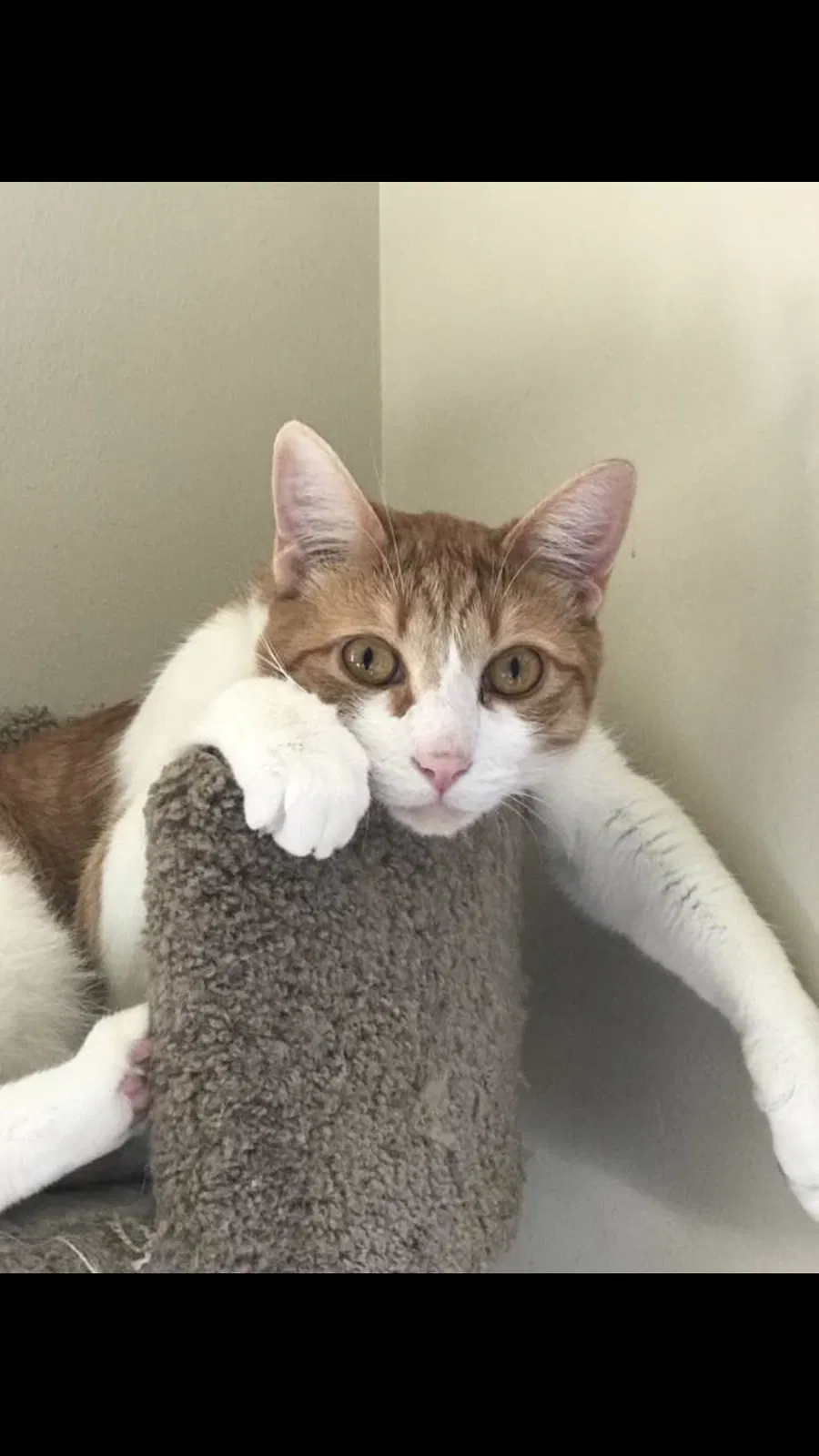 Lost cat in Hawthorne, CA, 90250