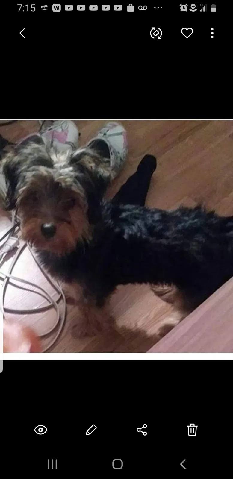 Lost dog in Baltimore, MD, 21239