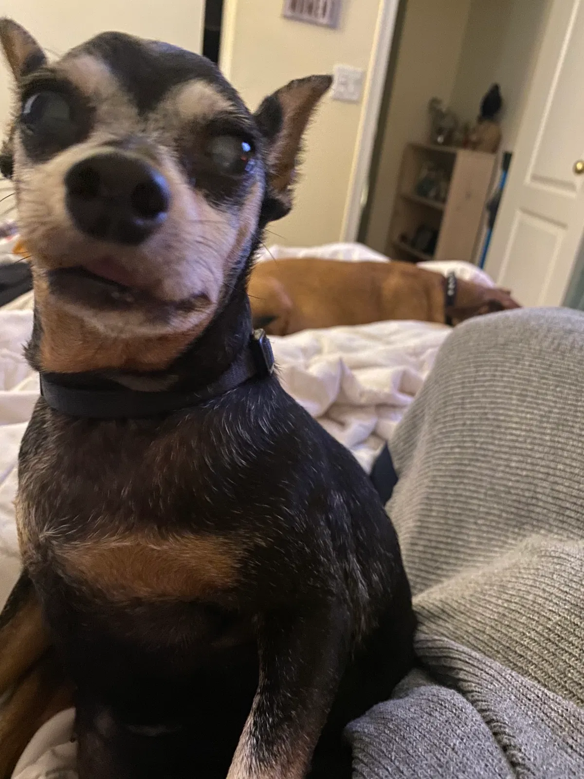 Lost dog in Phoenix, AZ, 85041