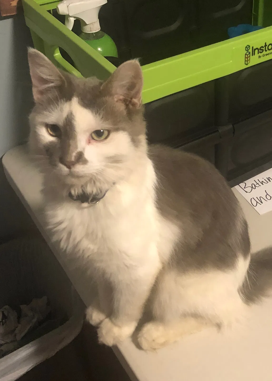 Lost cat in Gibsonia, PA, 15044