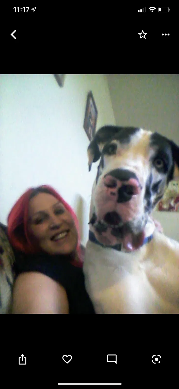 Lost dog in Helotes, TX, 78023