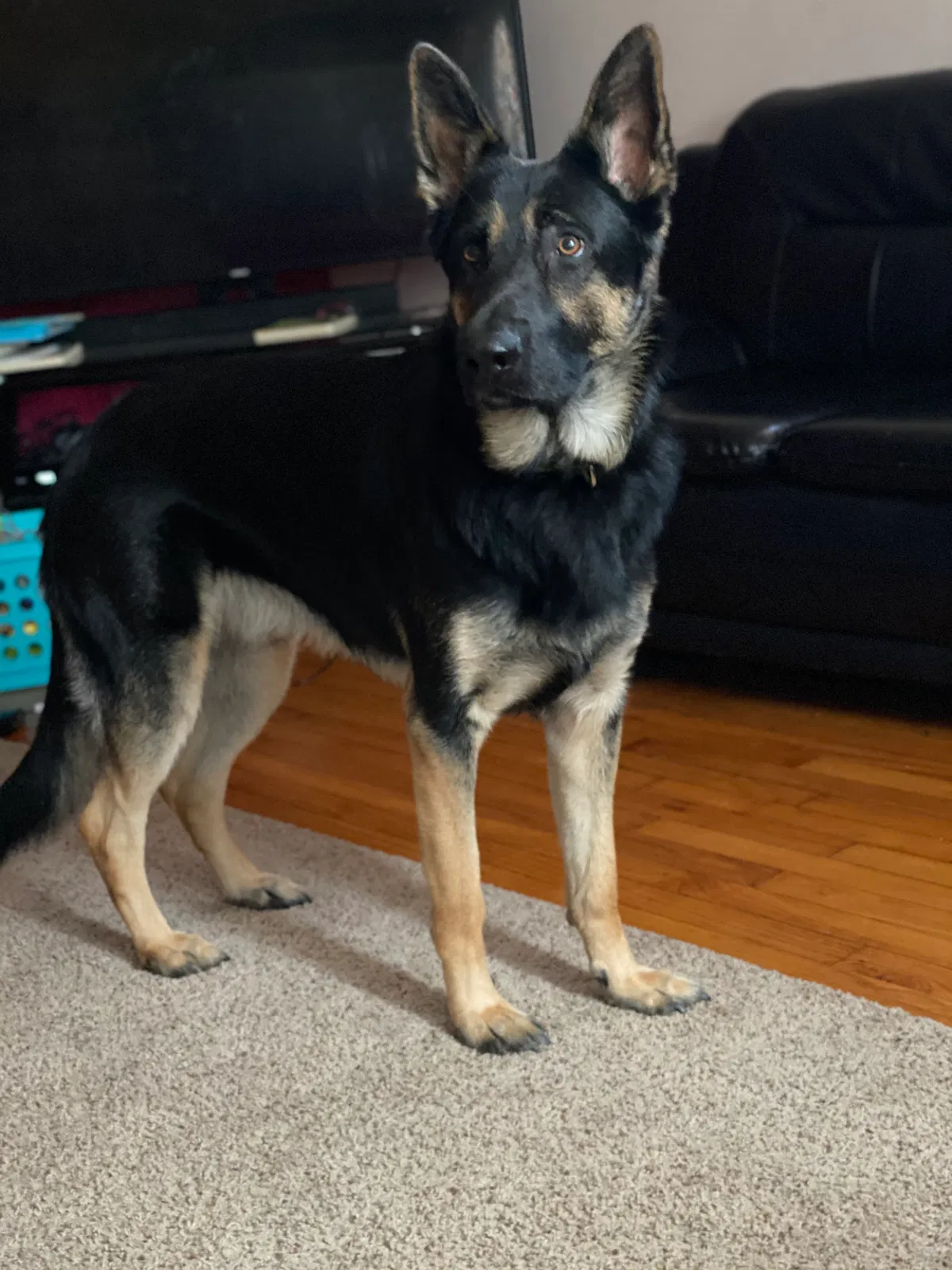 Lost dog in Hyattsville, MD, 20785