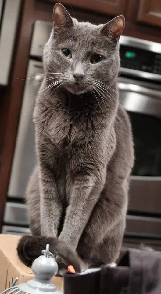 Lost cat in Las Vegas, NV, 89135