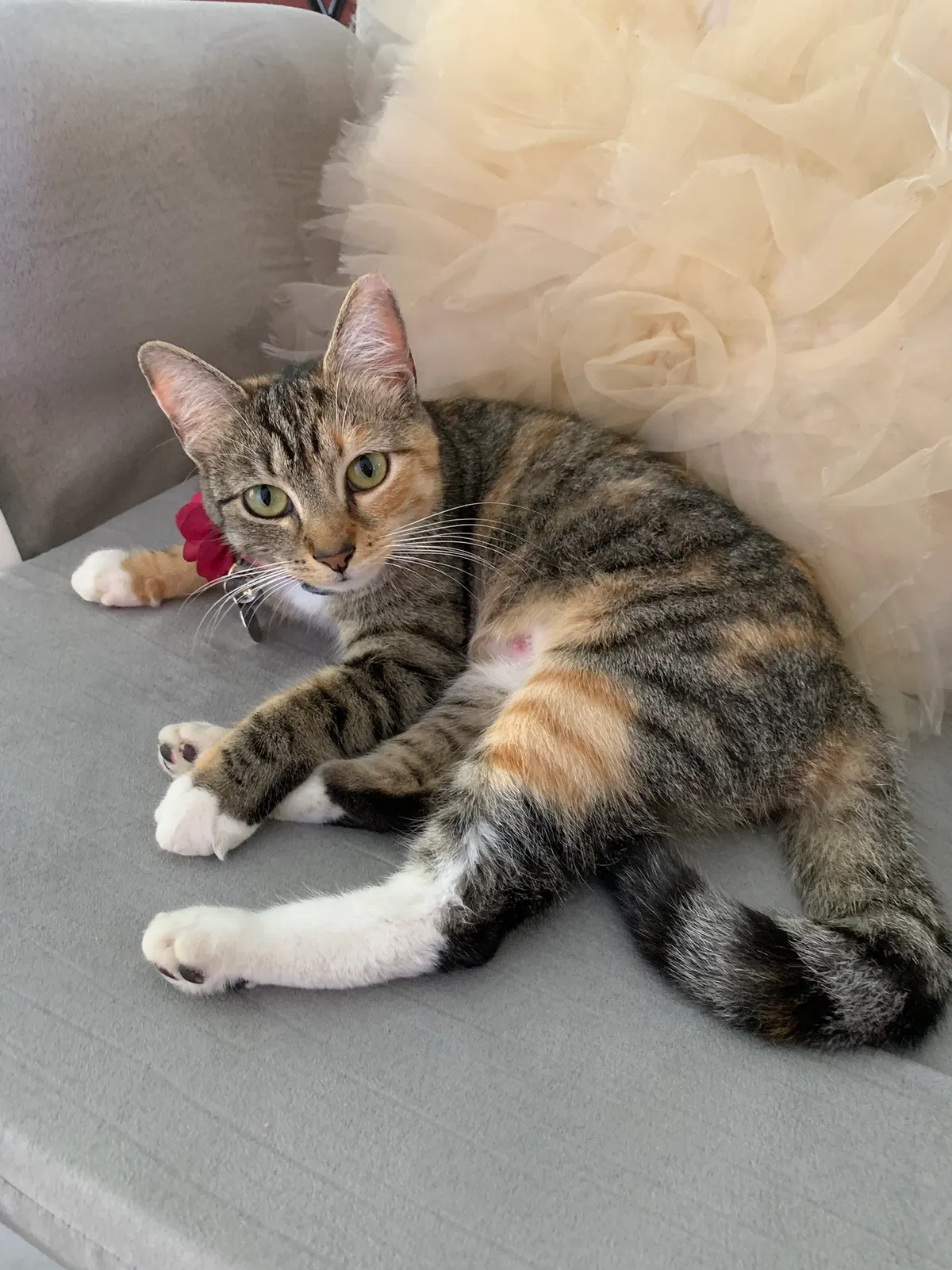 Lost cat in Miami, FL, 33157