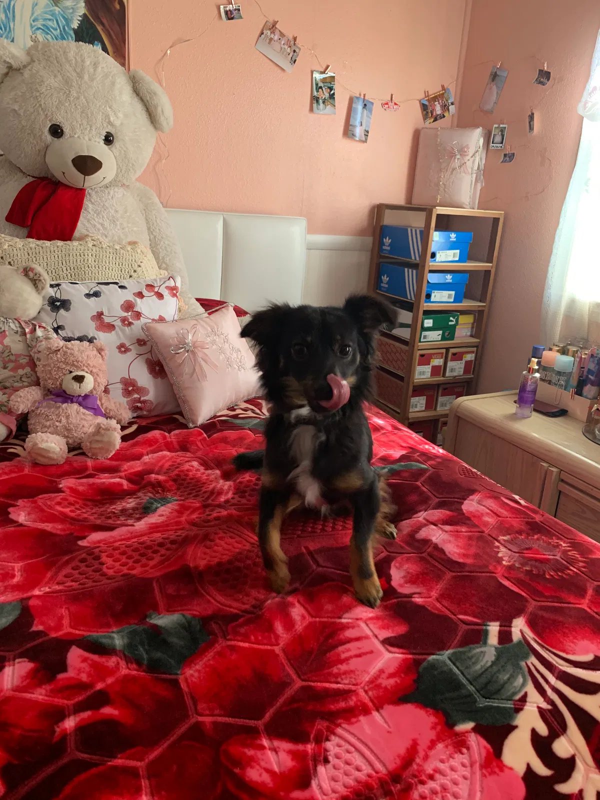 Lost dog in North Highlands, CA, 95660