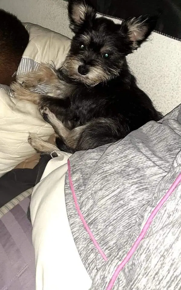Lost dog in Austin, TX, 78741