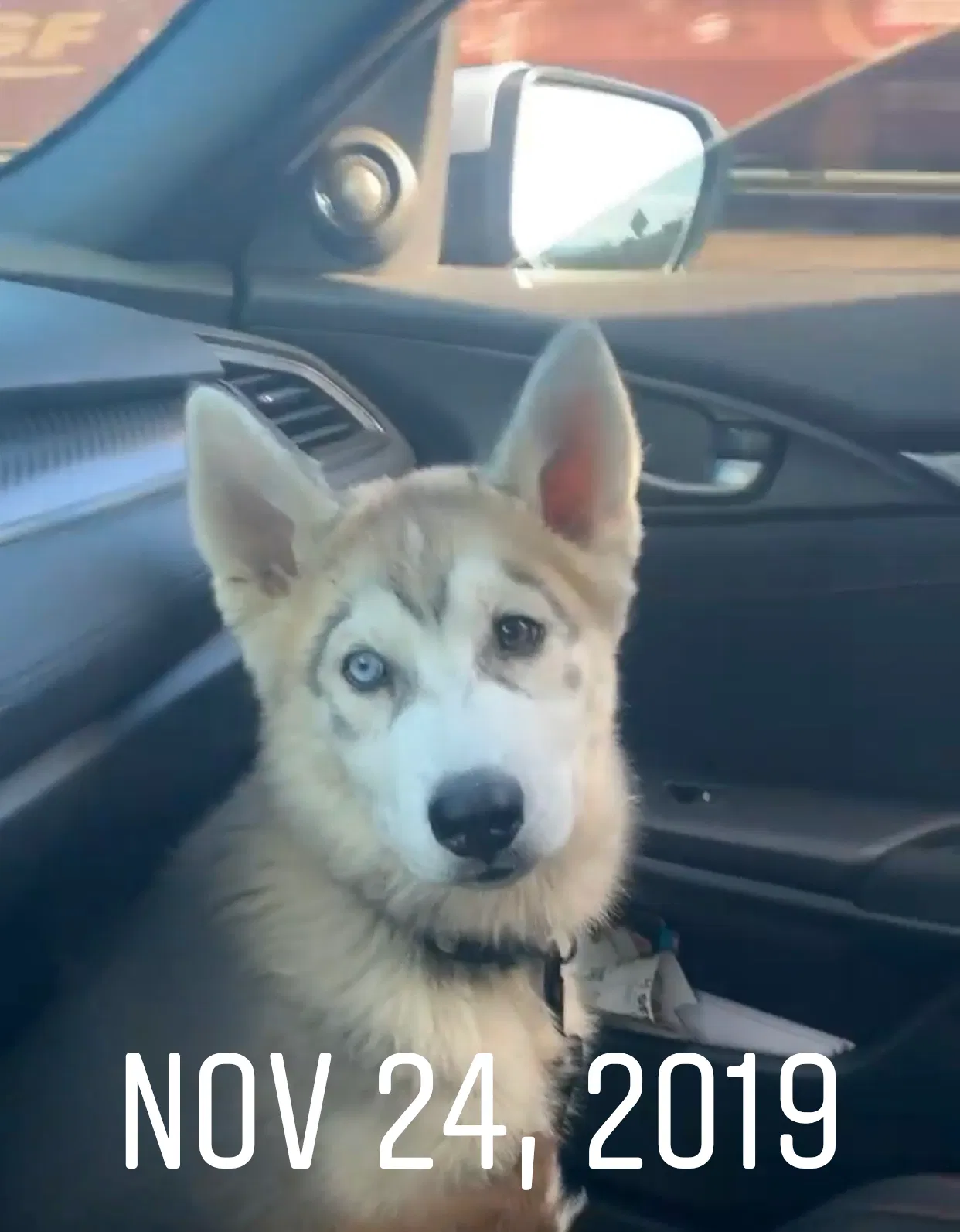 Lost dog in San Bernardino, CA, 92407