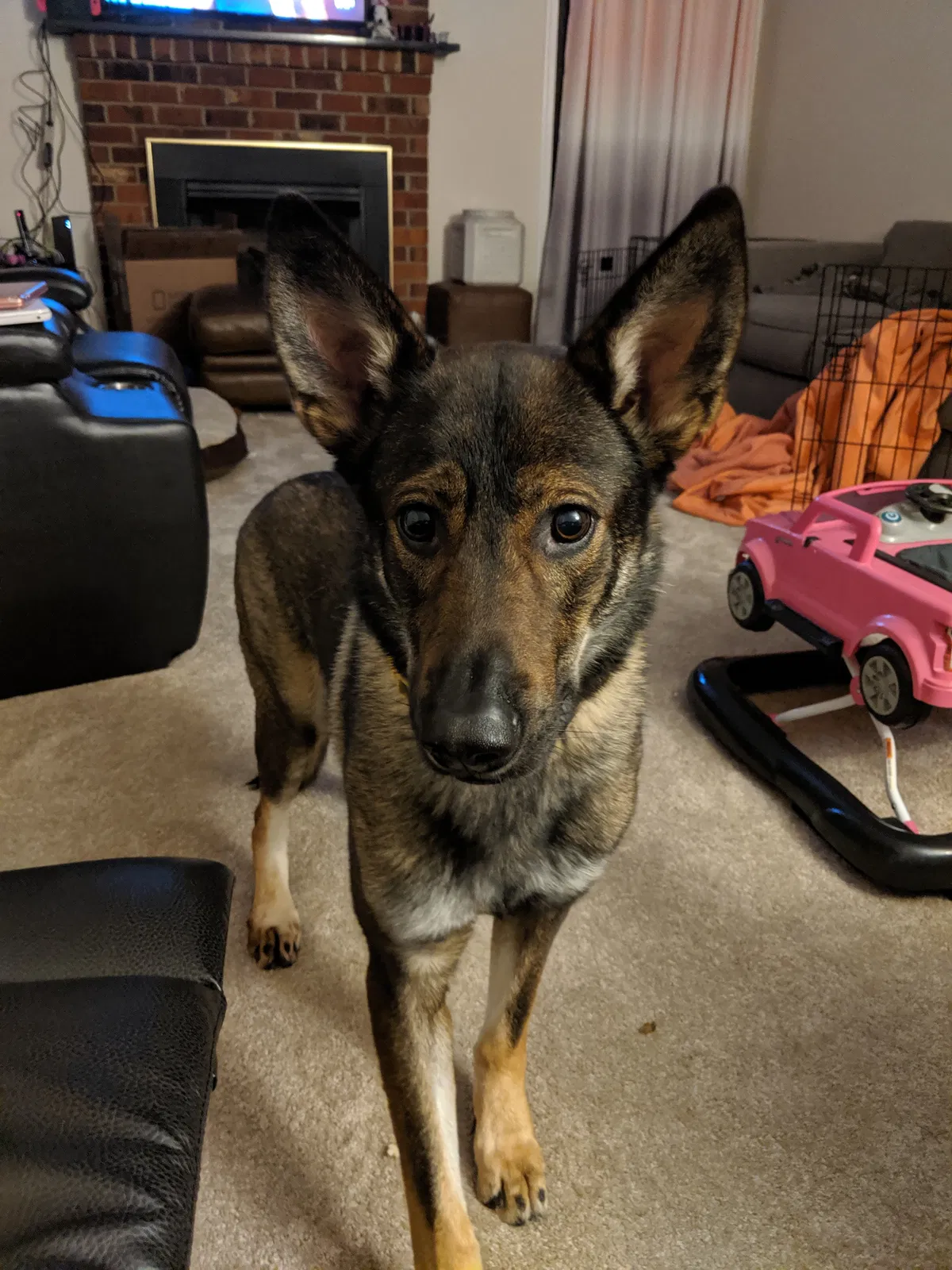 Lost dog in Henrico, VA, 23294