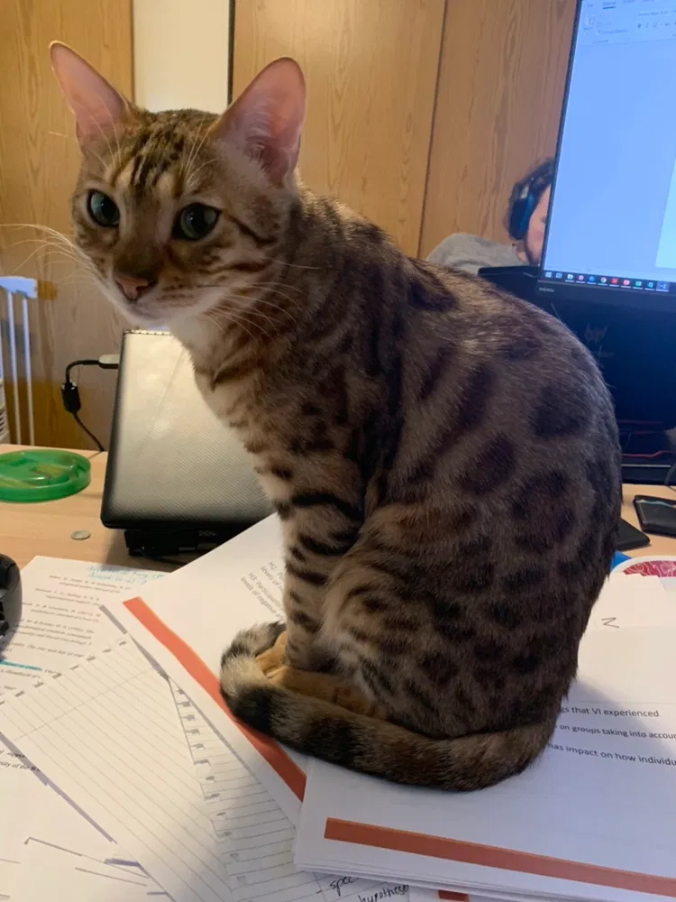 Lost cat in Portland, OR, 97266