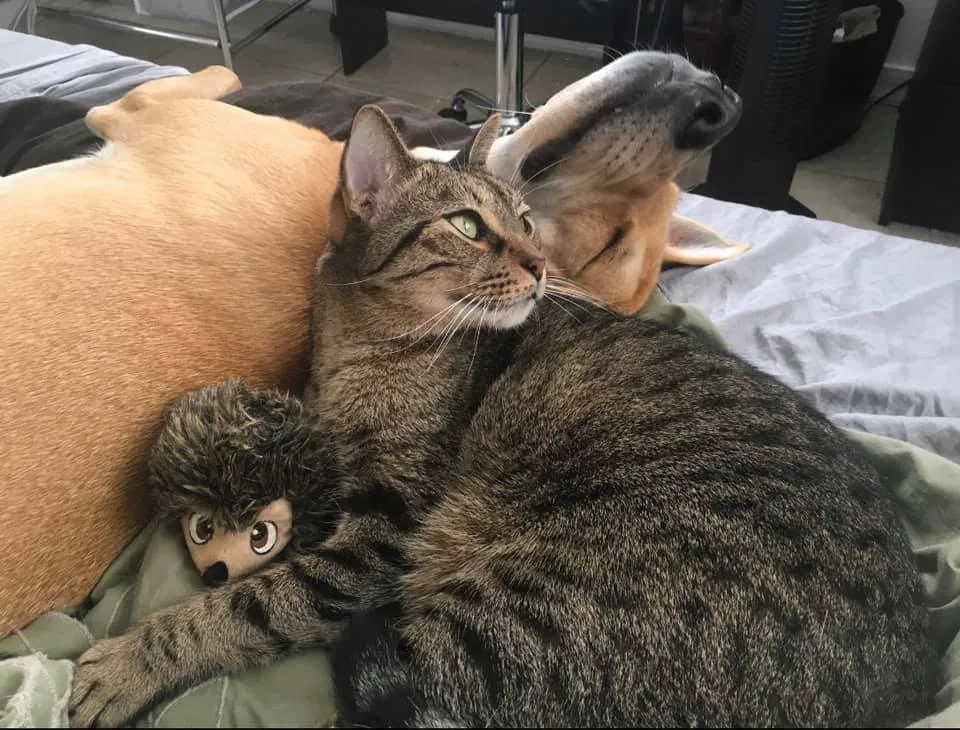 Lost cat in Winter Garden, FL, 34787