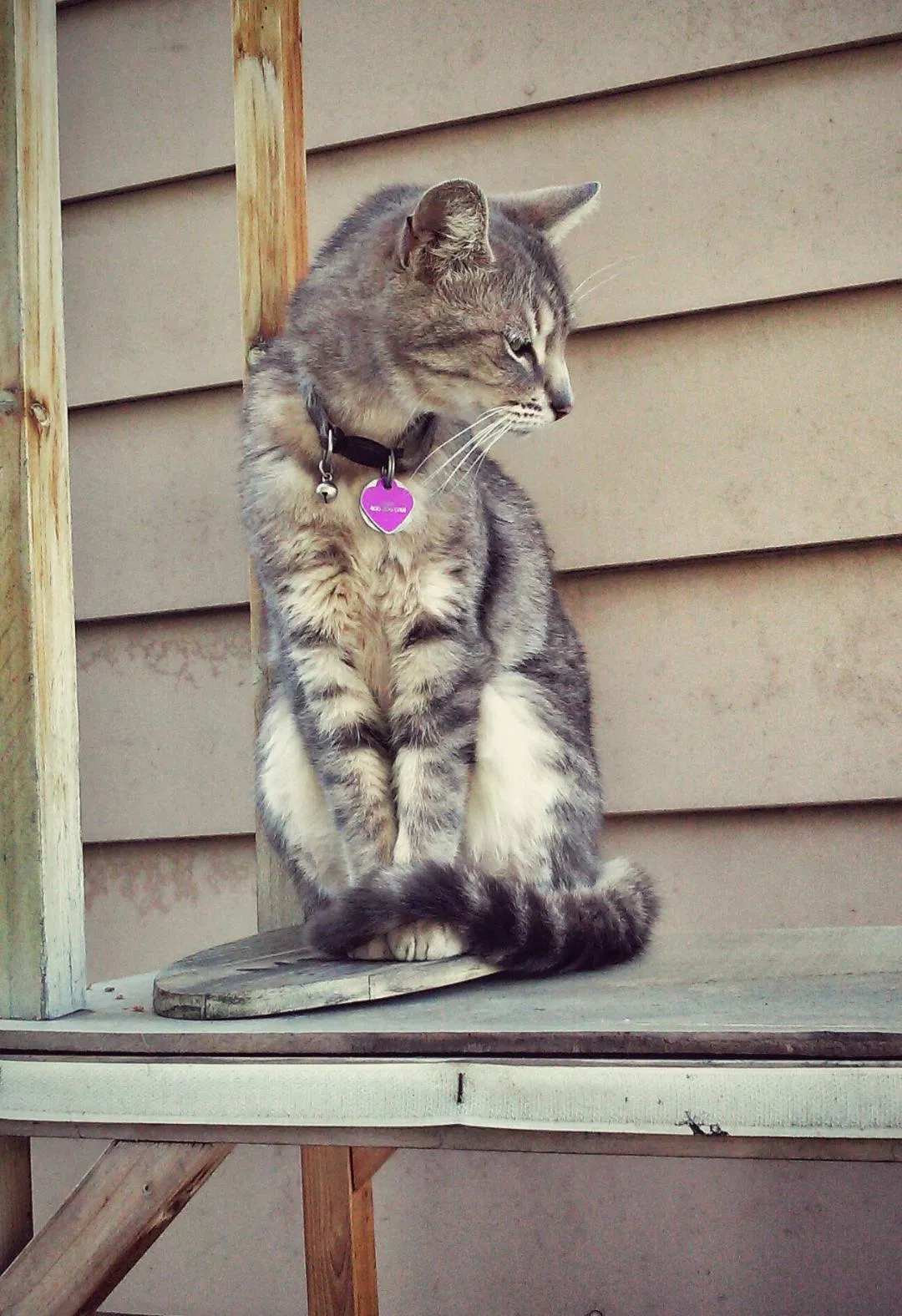 Lost cat in Campbell, CA, 95008