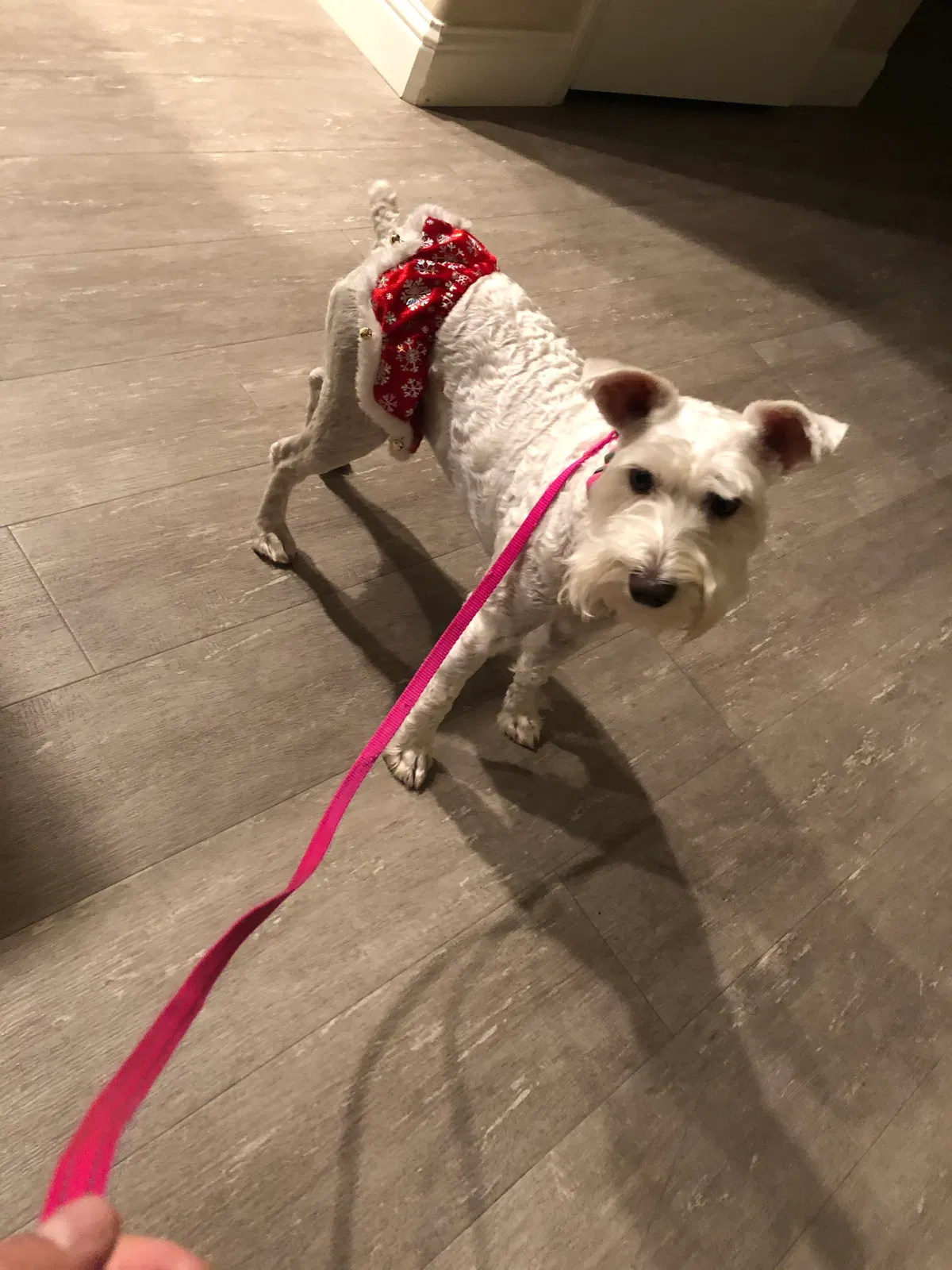 Lost dog in Wasco, CA, 93280