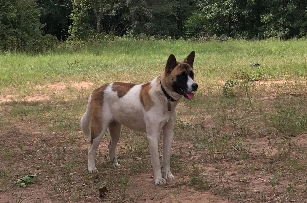 Lost dog in Tulsa, OK, 74133