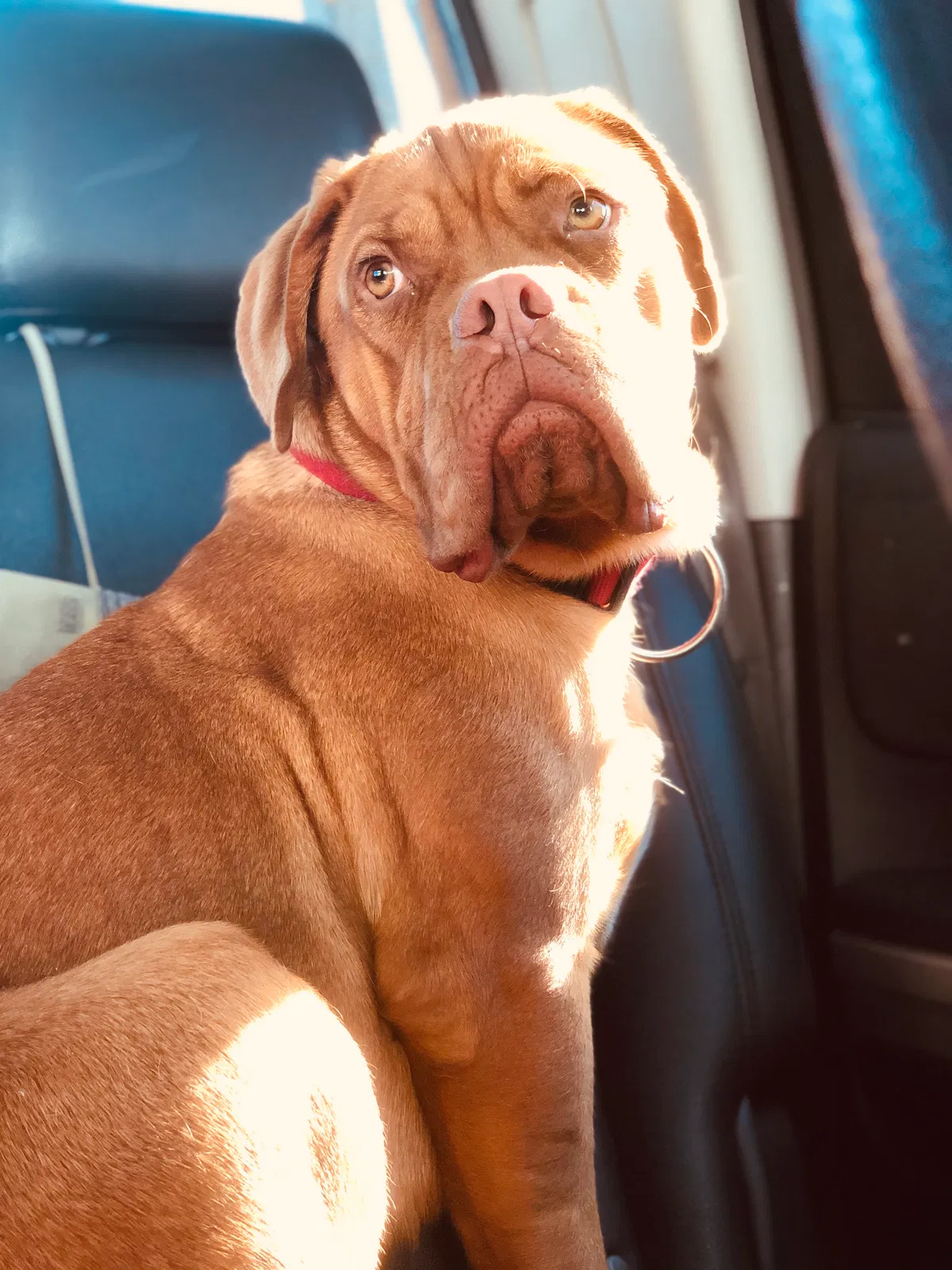 Lost dog in Duncanville, TX, 75137