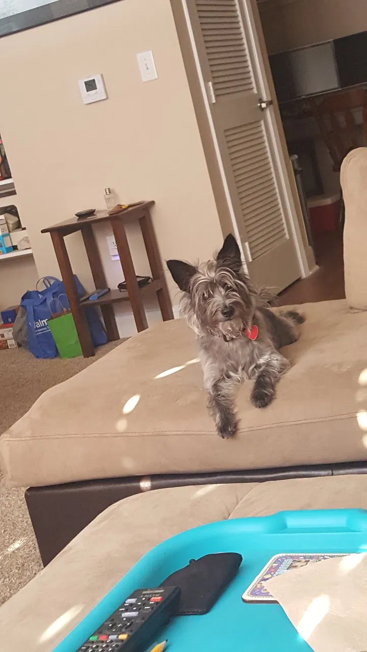 Lost dog in Hutto, TX, 78634