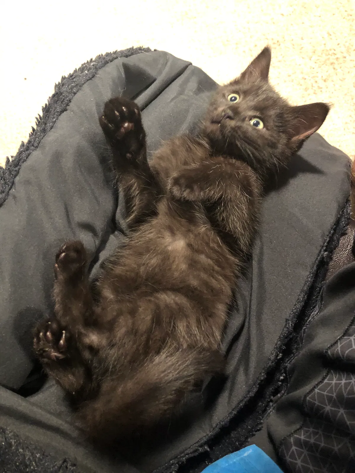 Lost cat in Columbus, OH, 43232