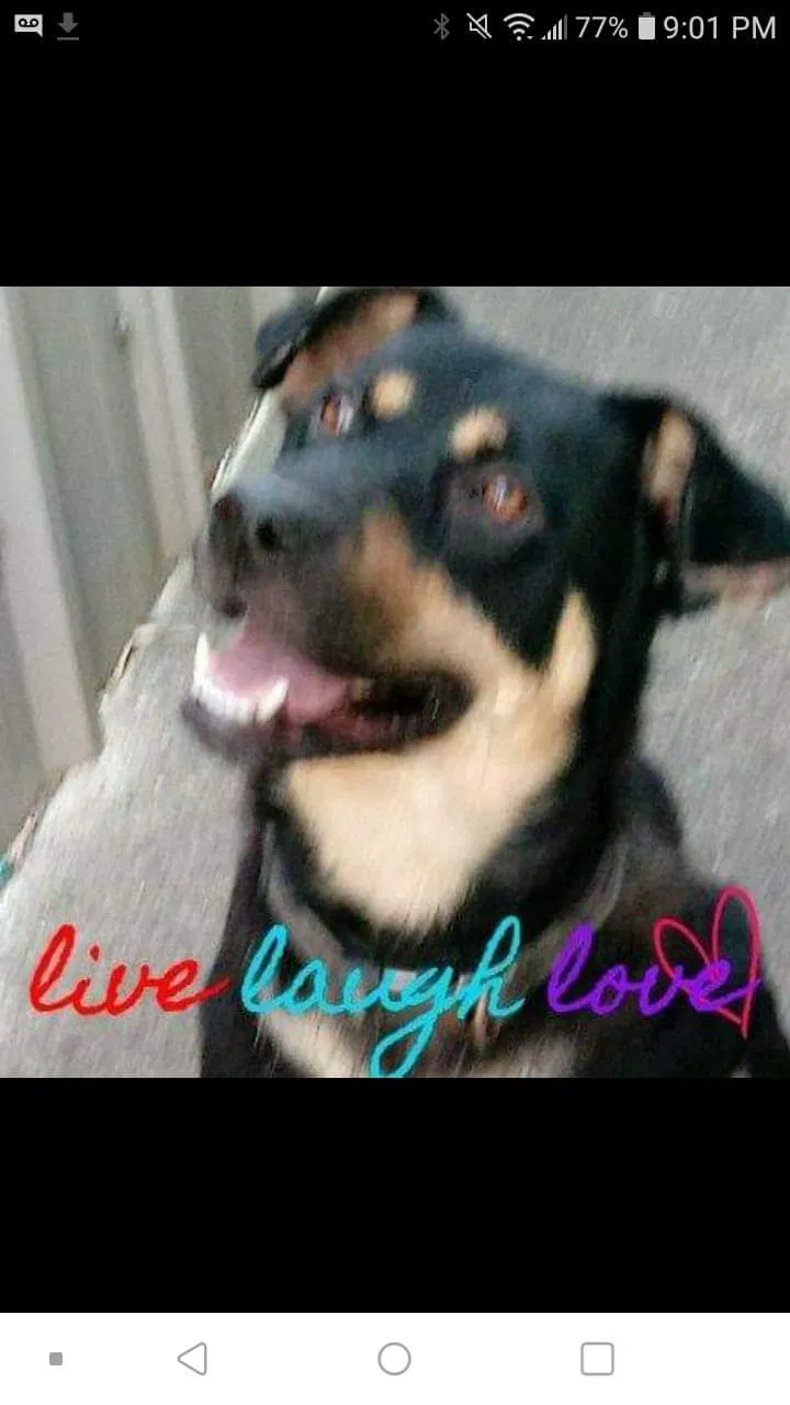 Lost dog in Arabi, LA, 70032
