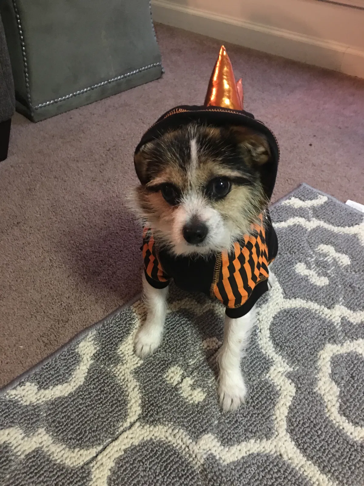 Lost dog in Memphis, TN, 38107