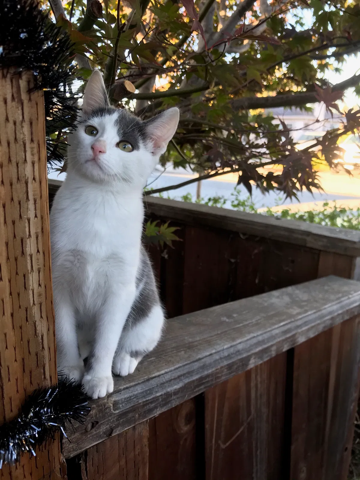 Lost cat in Redwood City, CA, 94062