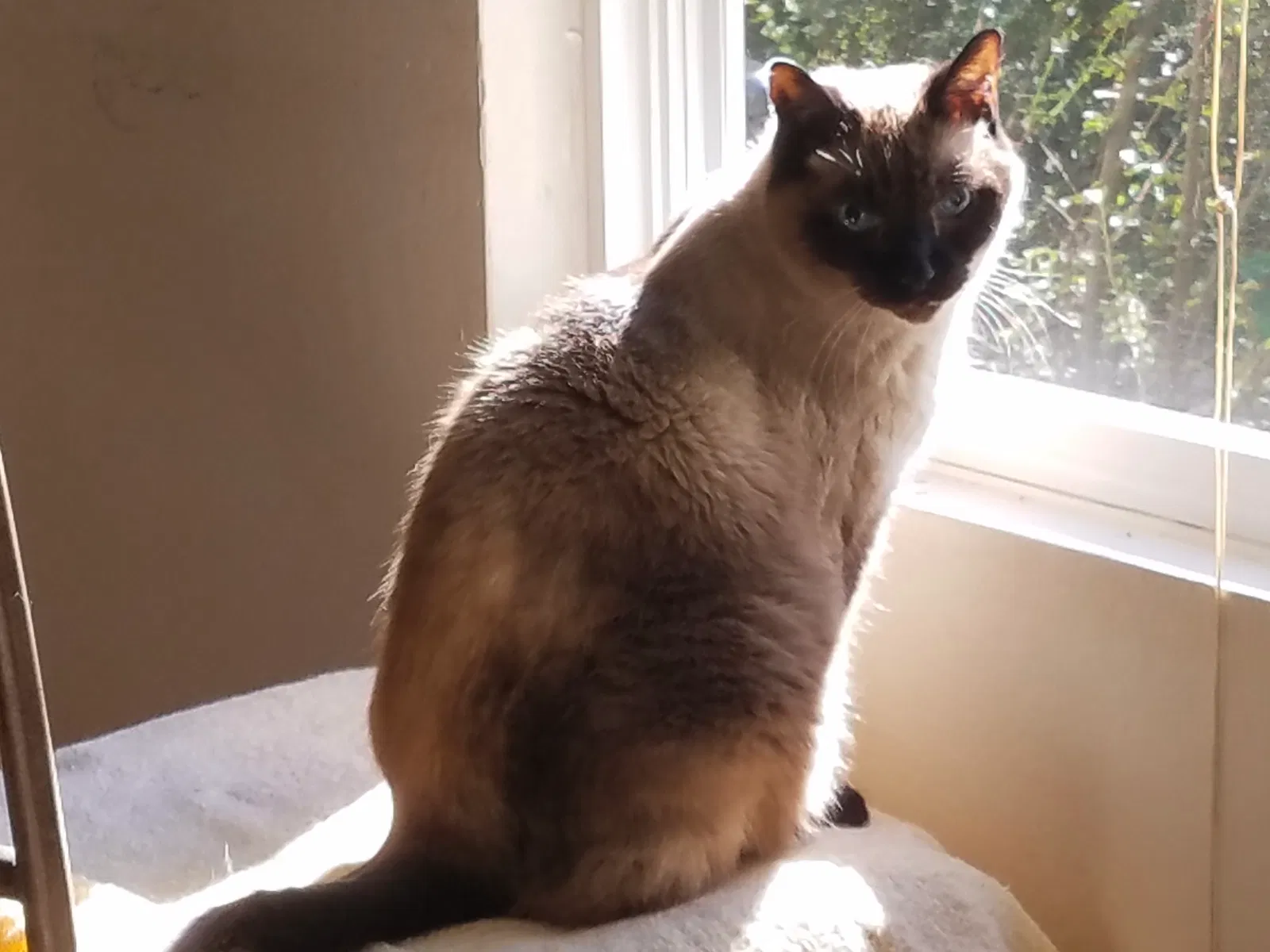 Lost cat in Saint Peters, MO, 63376