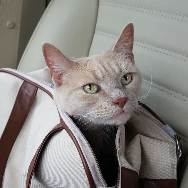 Lost cat in Baltimore, MD, 21230