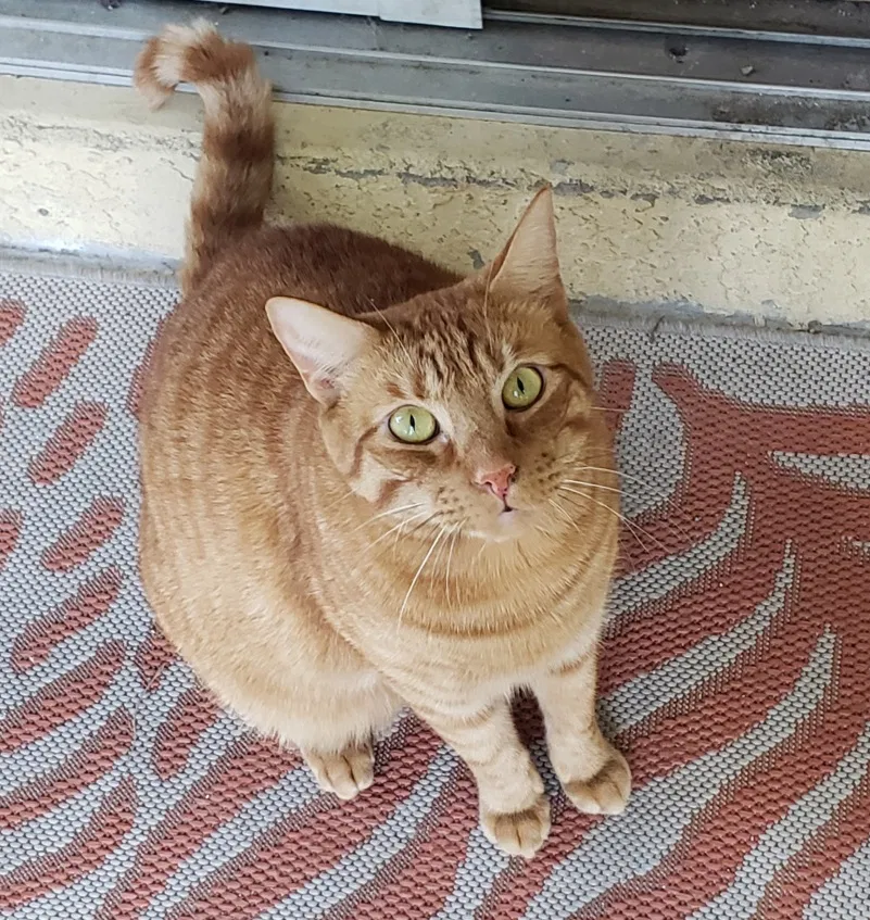 Lost cat in North Port, FL, 34288