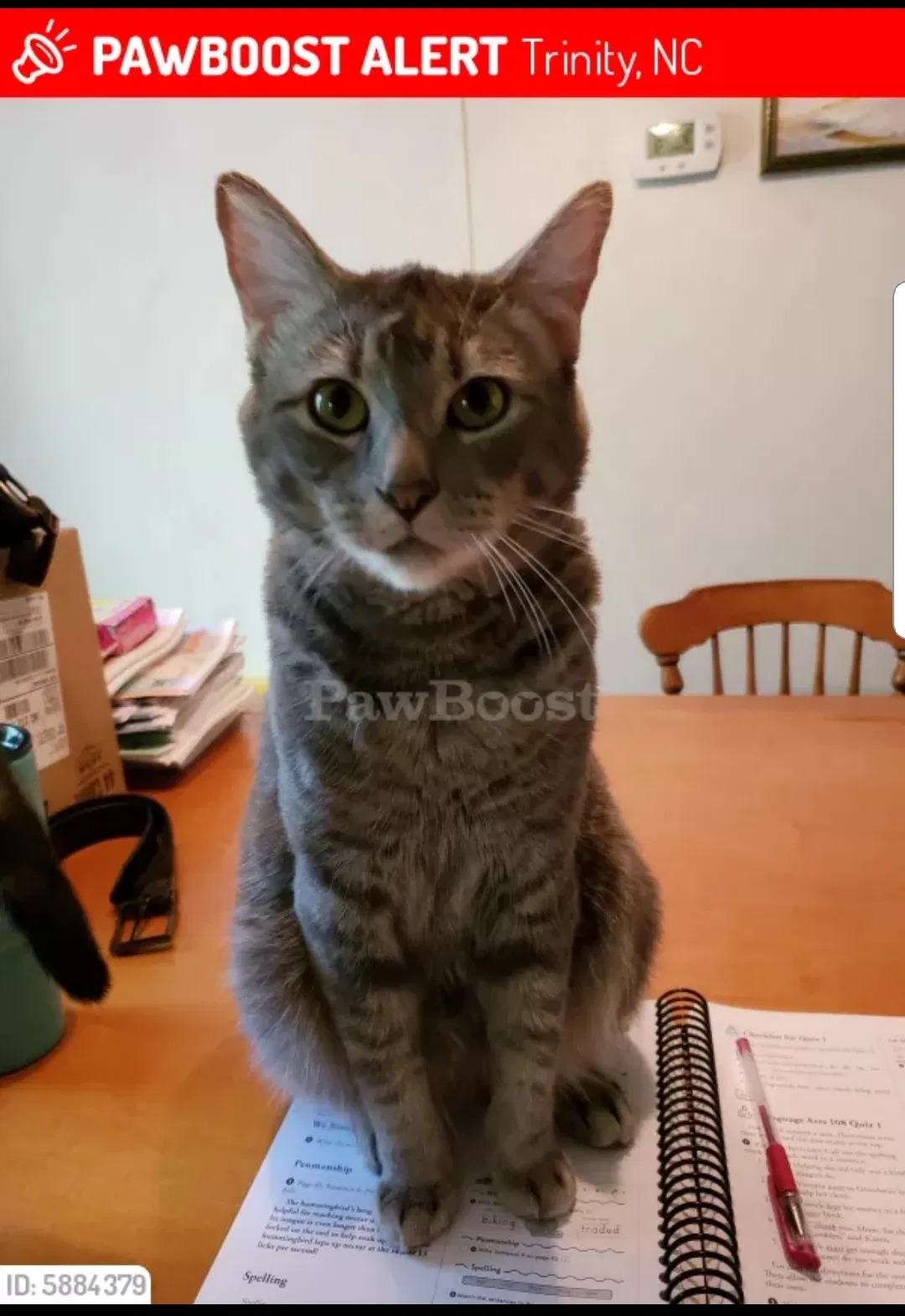 Lost cat in Trinity, NC, 27370