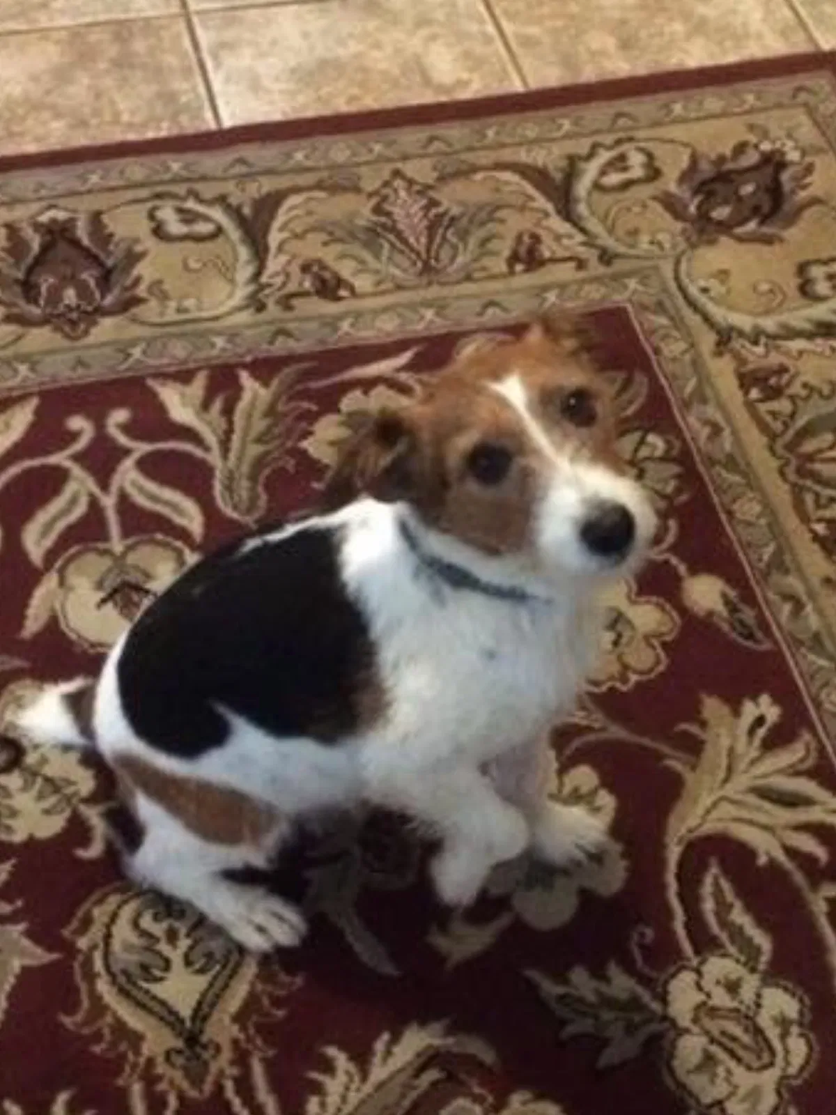 Lost dog in Mauldin, SC, 29662