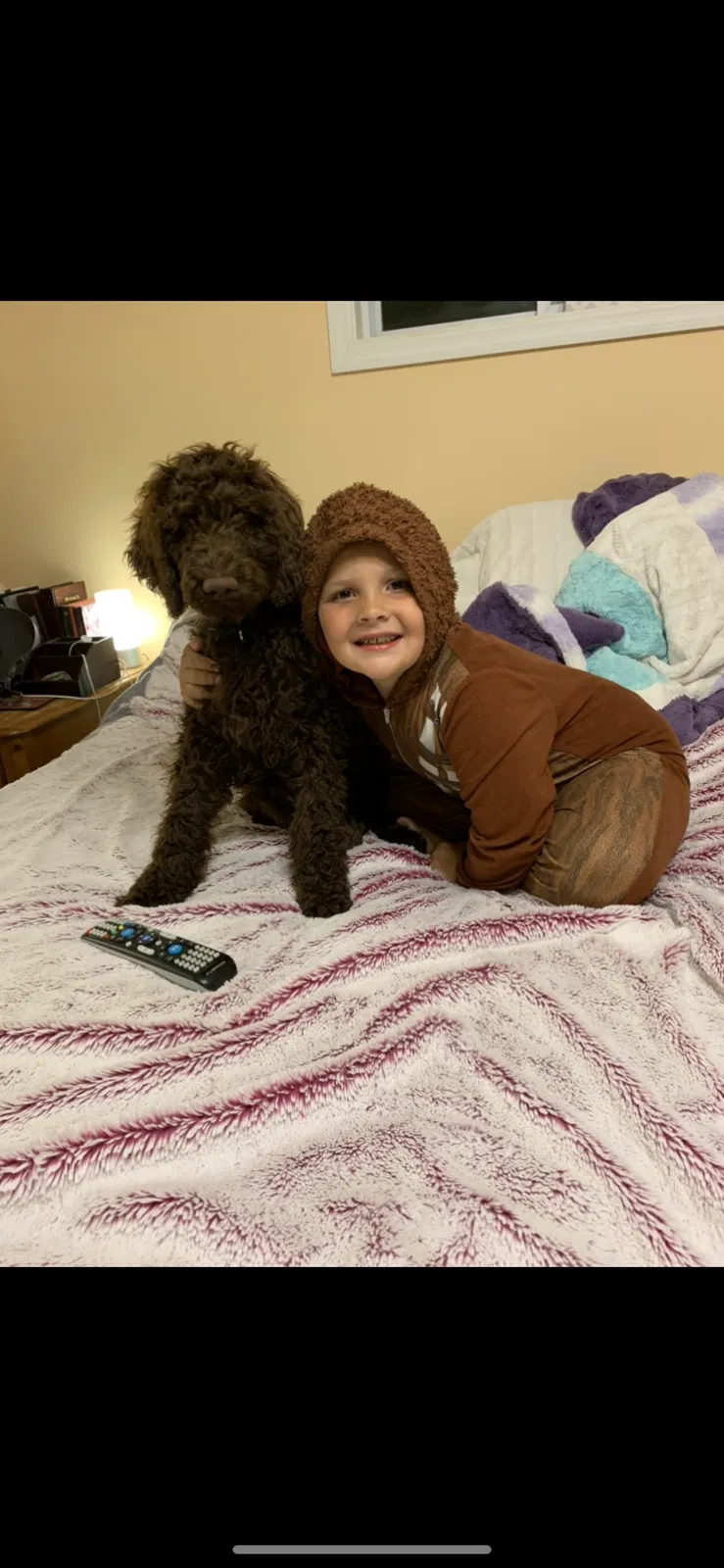 Lost dog in Swannanoa, NC, 28778