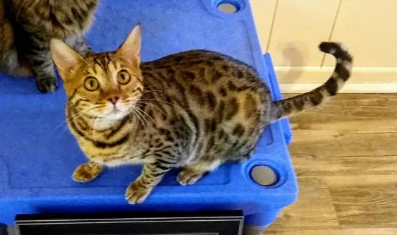 Lost cat in Killeen, TX, 76542