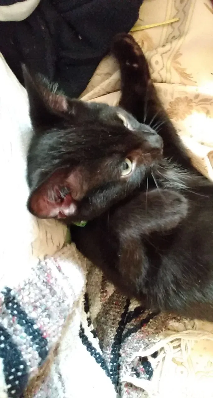 Lost cat in Norfolk, VA, 23502