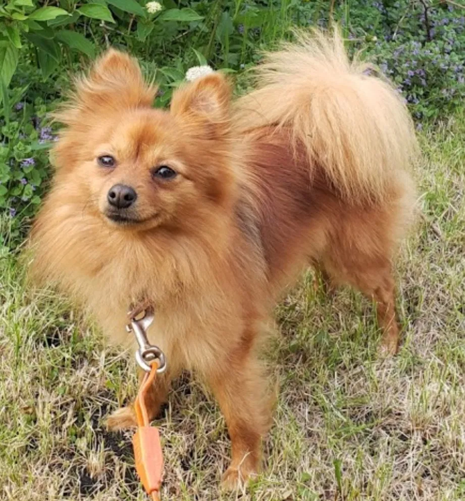 Lost dog in Minneapolis, MN, 55443
