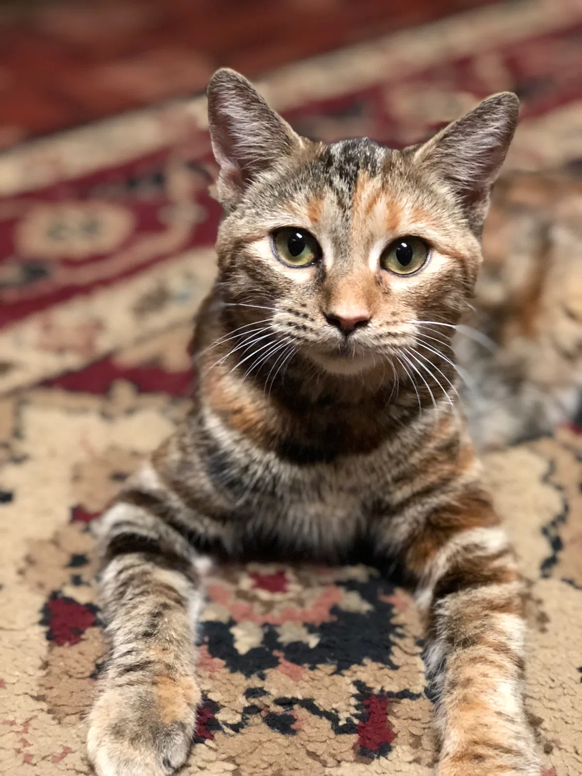 Lost cat in Fayetteville, NC, 28314