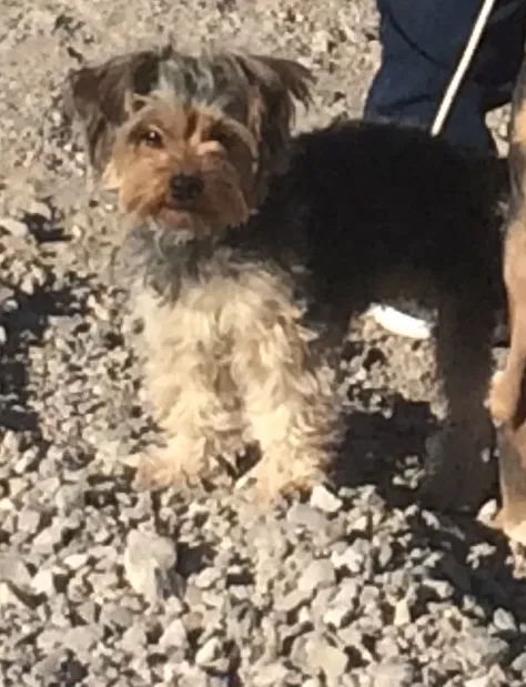 Lost dog in Garden Grove, CA, 92840