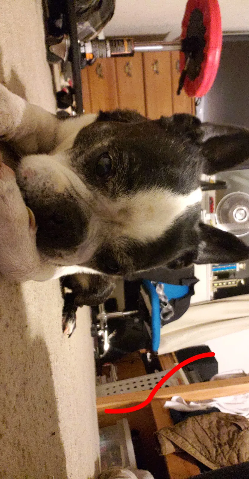 Lost dog in Campbell, CA, 95008