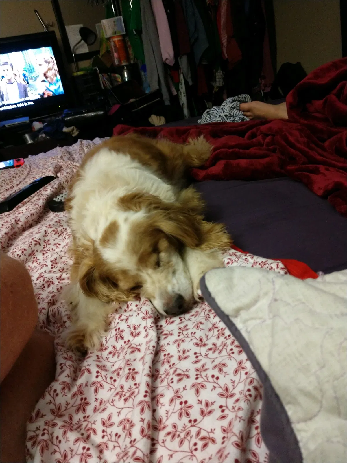 Lost dog in Barboursville, WV, 25504
