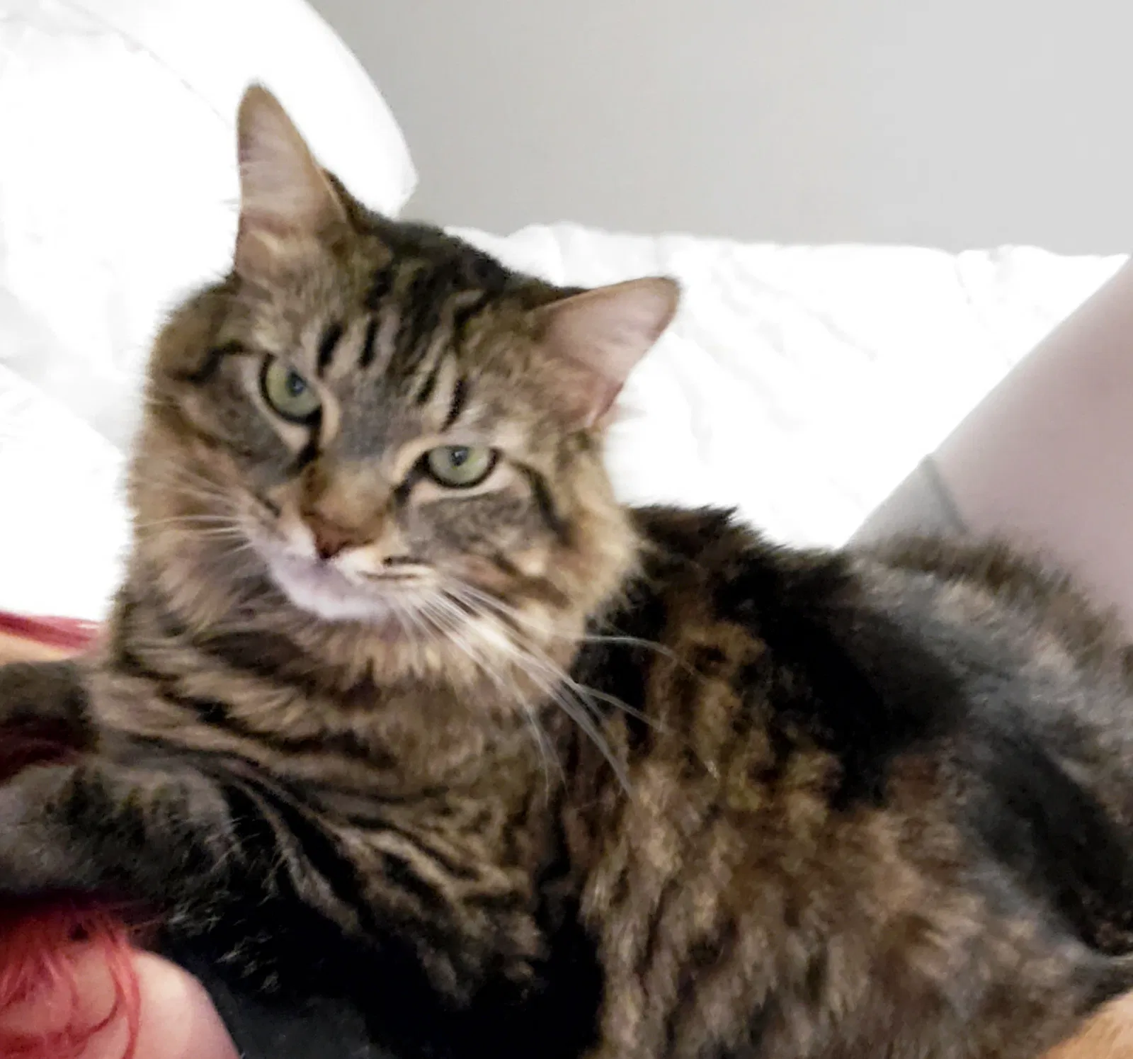 Lost cat in Orlando, FL, 32820